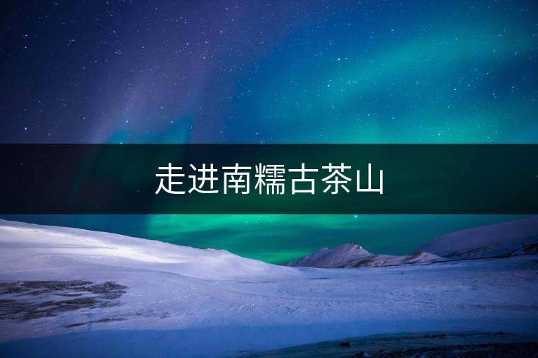 走進南糯古茶山