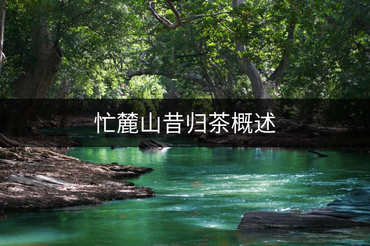 忙麓山昔歸茶概述 忙麓山昔歸茶概述