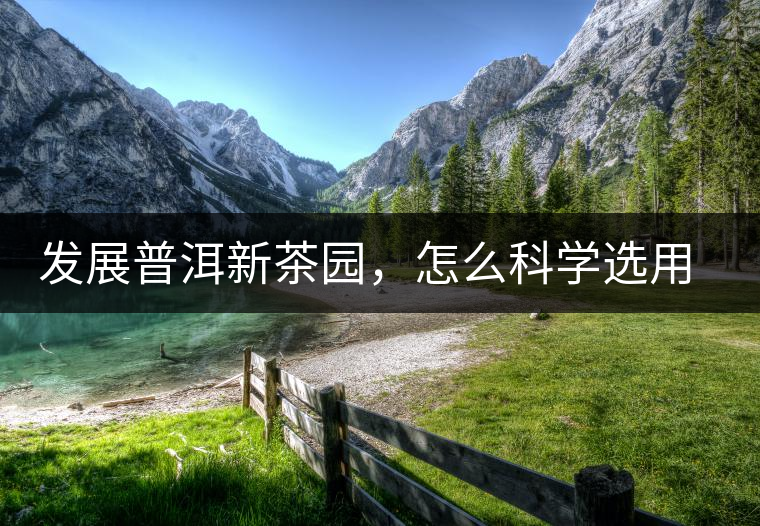 發(fā)展普洱新茶園,怎么科學(xué)選用勐海大葉種 發(fā)展普洱新茶園,怎么科學(xué)選用勐海大葉種