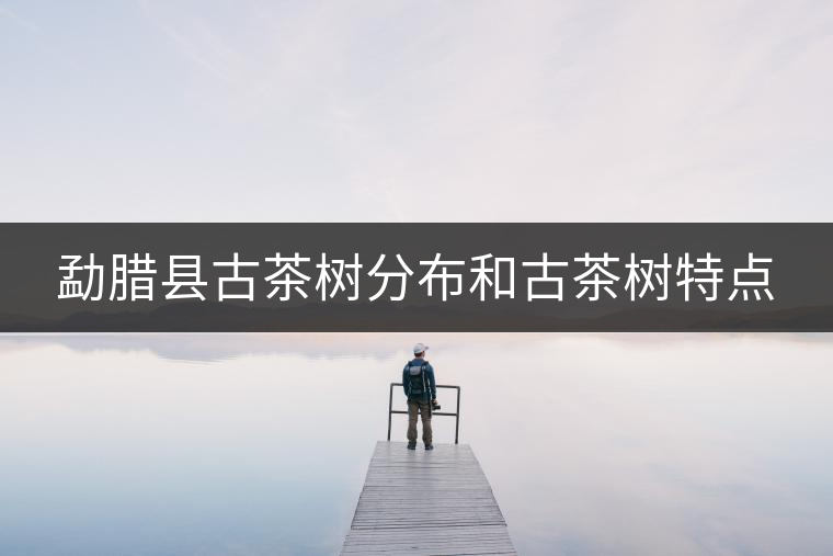 勐臘縣古茶樹分布和古茶樹特點(diǎn) 勐臘縣古茶樹分布和古茶樹特點(diǎn)