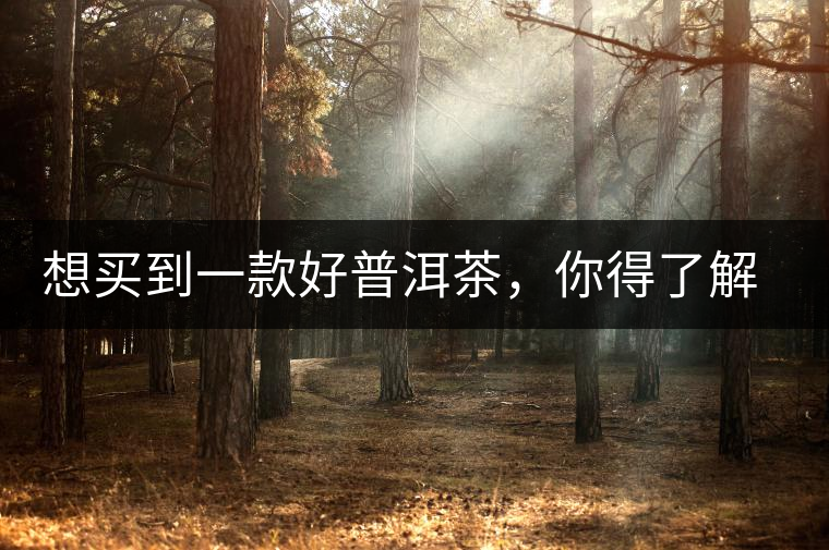 想買(mǎi)到一款好普洱茶，你得了解這些……