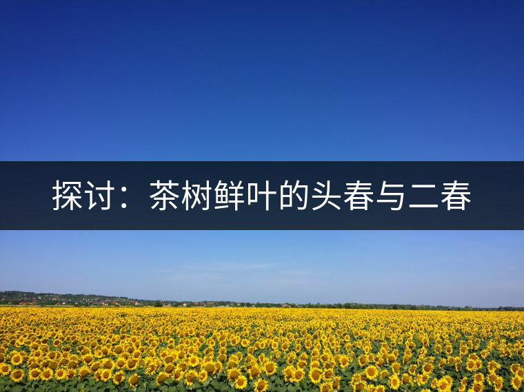探討：茶樹鮮葉的頭春與二春