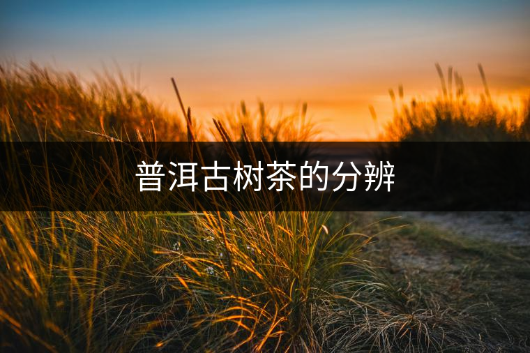普洱古樹(shù)茶的分辨