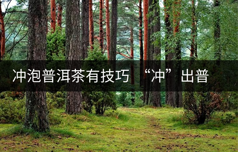 沖泡普洱茶有技巧  “沖”出普洱茶好滋味