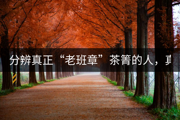 分辨真正“老班章”茶箐的人，真的不多！