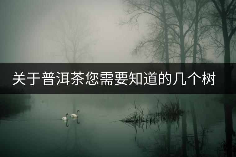 關于普洱茶您需要知道的幾個樹種 關于普洱茶您需要知道的幾個樹種