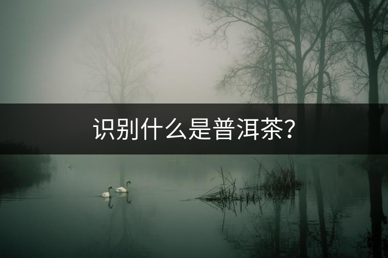 識別什么是普洱茶？