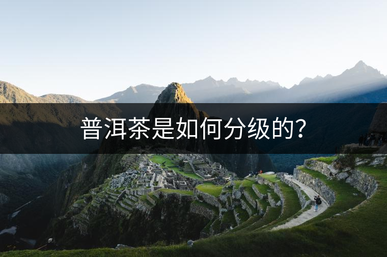 普洱茶是如何分級的? 普洱茶是如何分級的?
