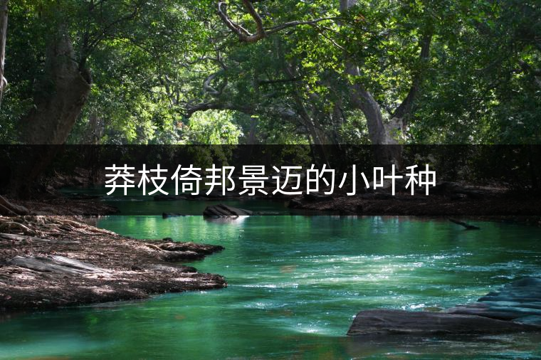 莽枝倚邦景邁的小葉種