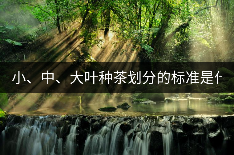 小、中、大葉種茶劃分的標準是什么？