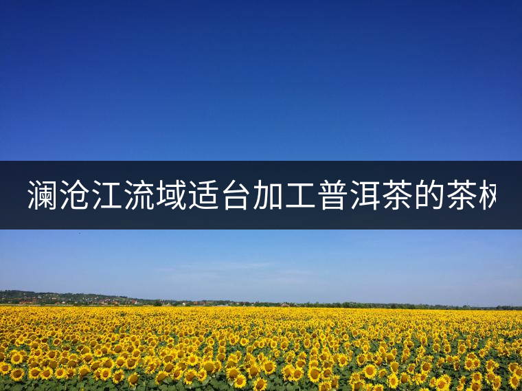瀾滄江流域適臺(tái)加工普洱茶的茶樹品種有哪些?各有什么特點(diǎn)? 瀾滄江流域適臺(tái)加工普洱茶的茶樹品種有哪些?各有什么特點(diǎn)?