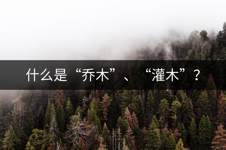 什么是“喬木”、“灌木”？