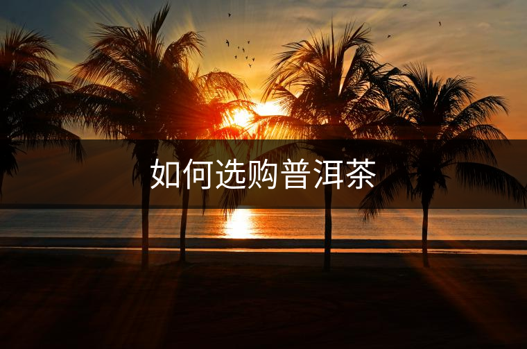 如何選購普洱茶 如何選購普洱茶
