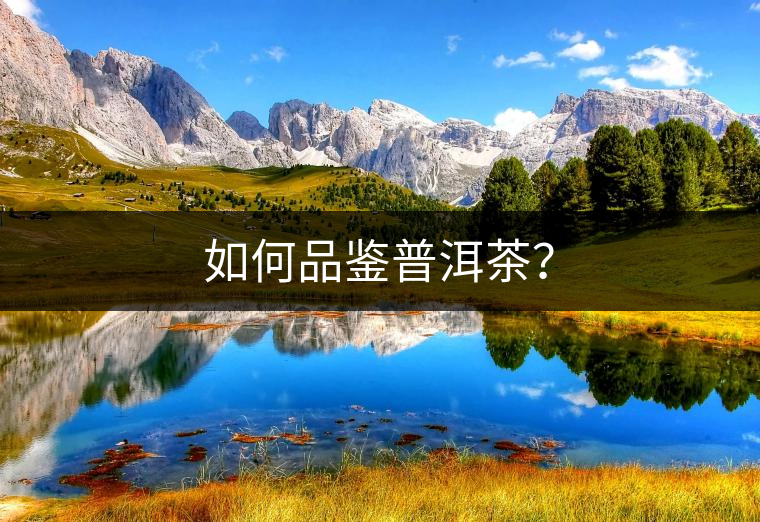 如何品鑒普洱茶？