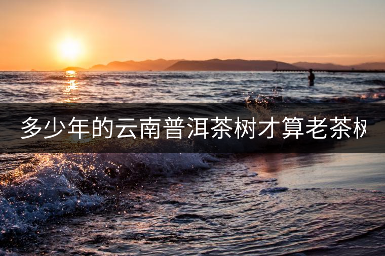 多少年的云南普洱茶樹才算老茶樹?