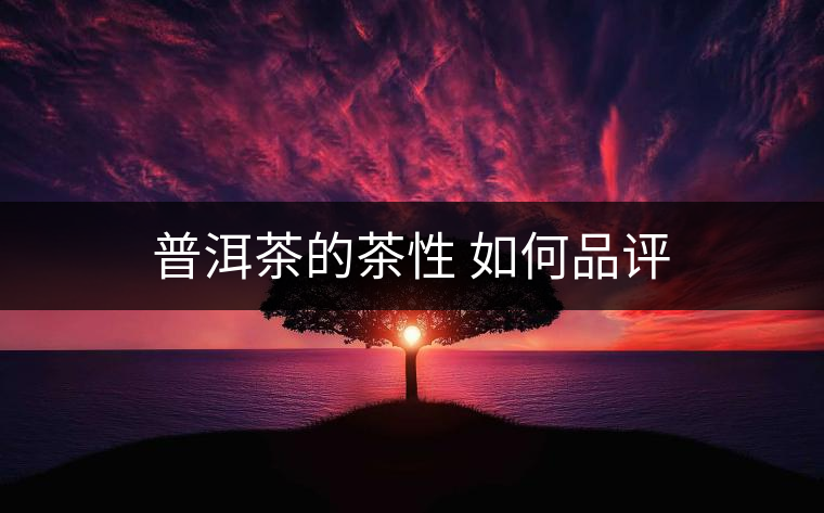 普洱茶的茶性 如何品評(píng)