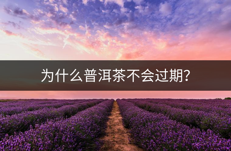 為什么普洱茶不會過期？