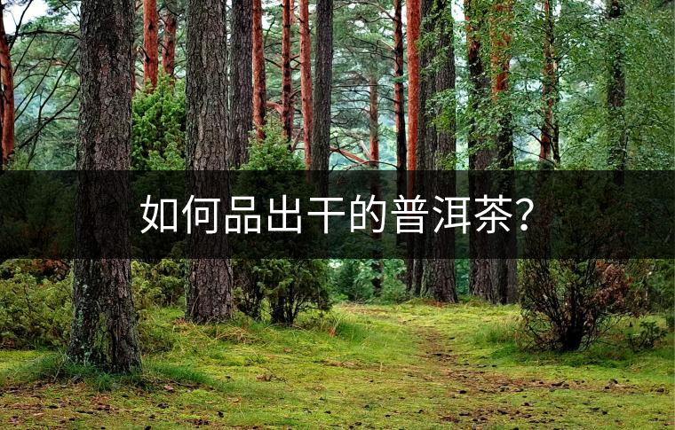 如何品出干的普洱茶？
