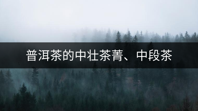 普洱茶的中壯茶菁、中段茶