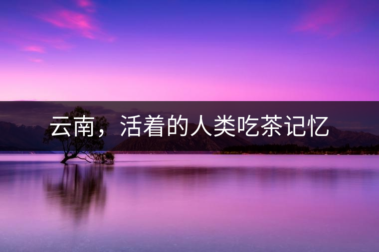 云南，活著的人類(lèi)吃茶記憶