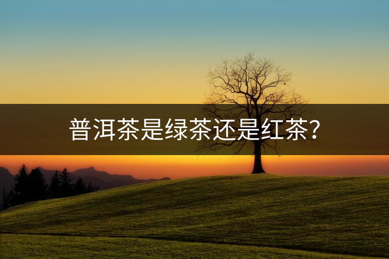 普洱茶是綠茶還是紅茶？
