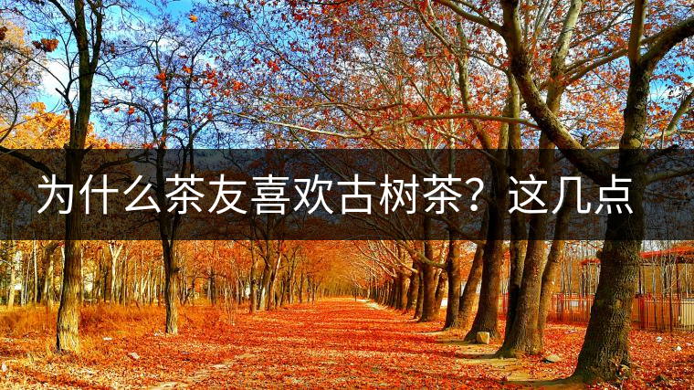 為什么茶友喜歡古樹茶？這幾點(diǎn)告訴你