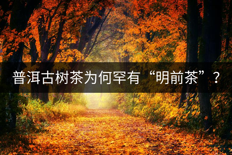 普洱古樹茶為何罕有“明前茶”？