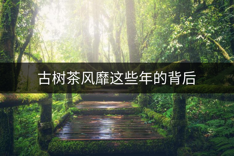 古樹茶風靡這些年的背后 古樹茶風靡這些年的背后