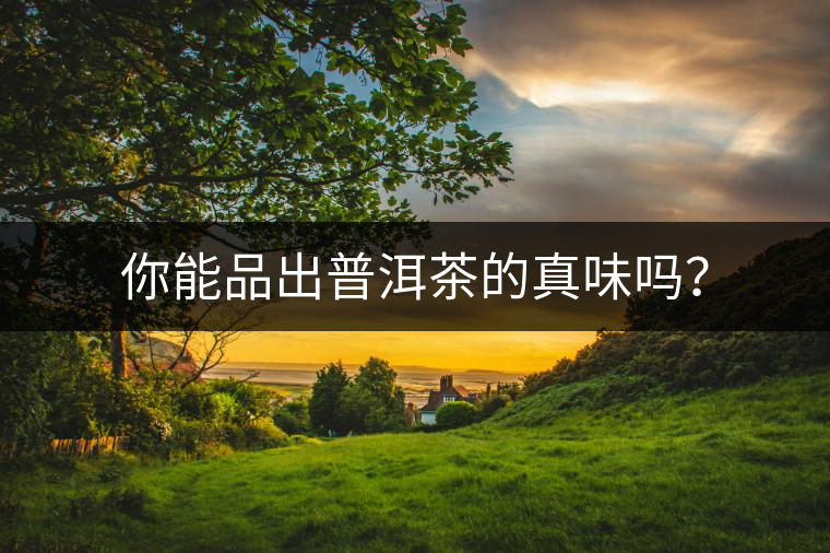 你能品出普洱茶的真味嗎？