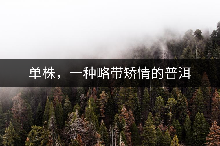 單株，一種略帶矯情的普洱