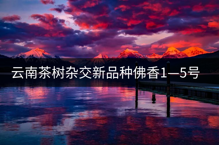 云南茶樹雜交新品種佛香1—5號(hào)介紹 云南茶樹雜交新品種佛香1—5號(hào)介紹