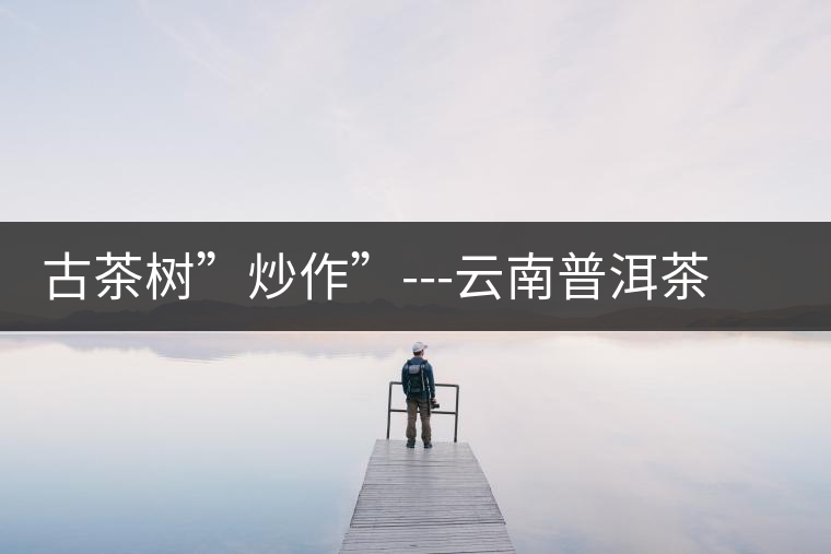 古茶樹”炒作”---云南普洱茶銷售的突破點(diǎn)之二 古茶樹”炒作”---云南普洱茶銷售的突破點(diǎn)之二