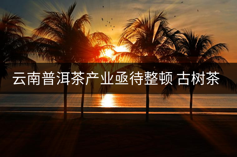 云南普洱茶產業(yè)亟待整頓 古樹茶葉現(xiàn)狀堪憂