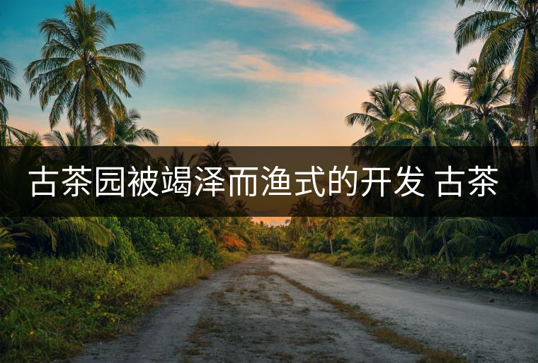 古茶園被竭澤而漁式的開(kāi)發(fā) 古茶還能香多久？