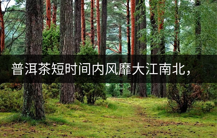 普洱茶短時(shí)間內(nèi)風(fēng)靡大江南北，總有一個(gè)理由吧？