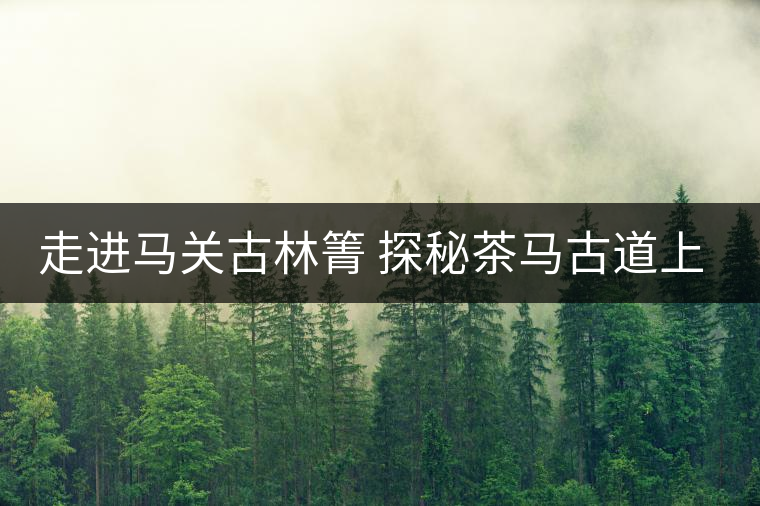 走進(jìn)馬關(guān)古林箐 探秘茶馬古道上的古茶林