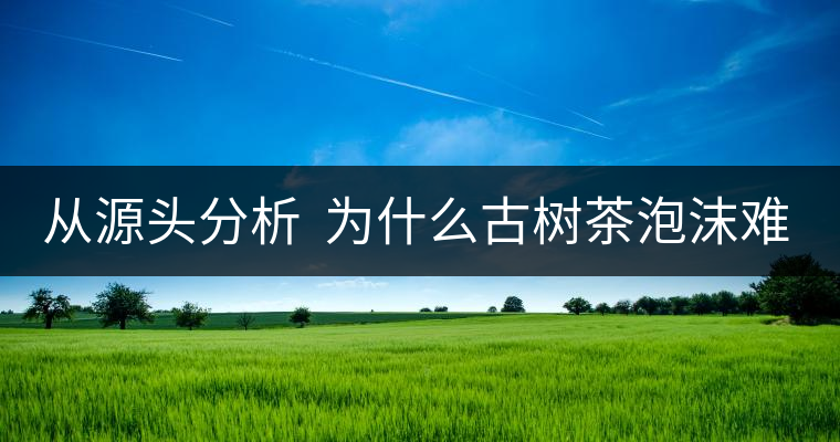 從源頭分析  為什么古樹(shù)茶泡沫難擠？