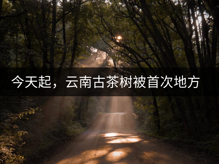 今天起，云南古茶樹被首次地方立法保護(hù)