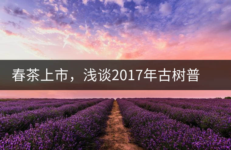 春茶上市，淺談2017年古樹普洱茶的市場增值潛力