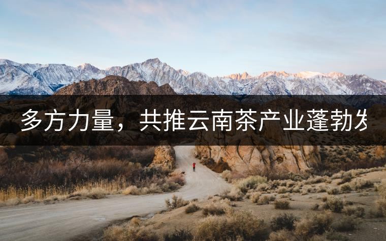 多方力量，共推云南茶產(chǎn)業(yè)蓬勃發(fā)展！