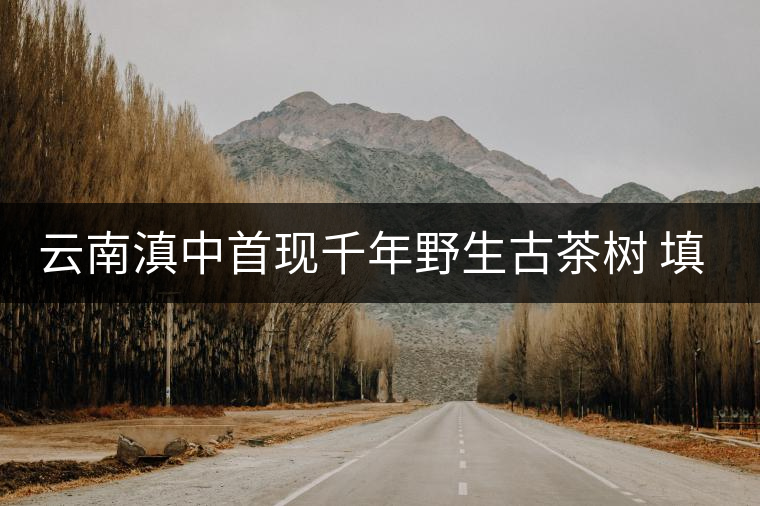 云南滇中首現(xiàn)千年野生古茶樹 填補(bǔ)滇中古茶樹空白 云南滇中首現(xiàn)千年野生古茶樹 填補(bǔ)滇中古茶樹空白