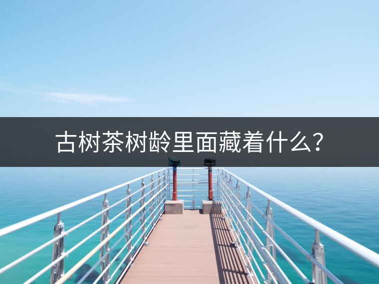 古樹茶樹齡里面藏著什么？