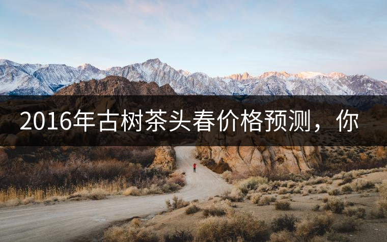 2016年古樹茶頭春價格預(yù)測，你怎么看？