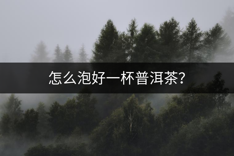 怎么泡好一杯普洱茶？