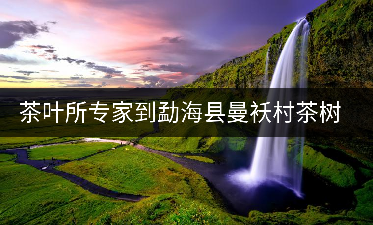 茶葉所專(zhuān)家到勐?？h曼襖村茶樹(shù)病蟲(chóng)害診斷