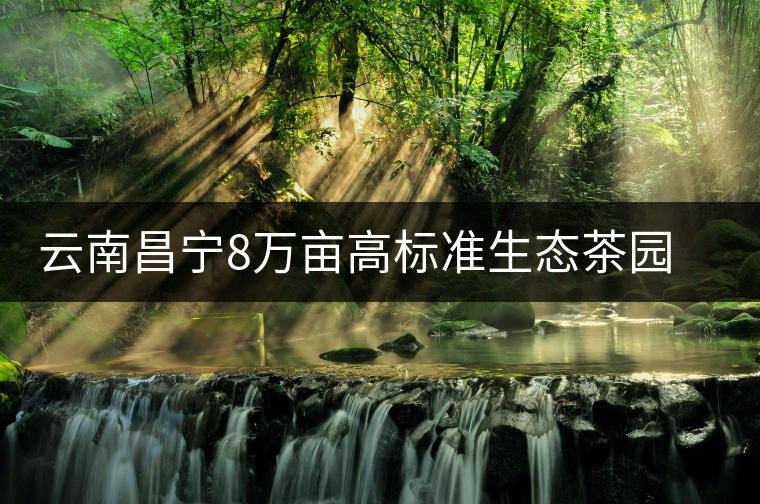 云南昌寧8萬畝高標(biāo)準生態(tài)茶園綠色防控見成效 云南昌寧8萬畝高標(biāo)準生態(tài)茶園綠色防控見成效