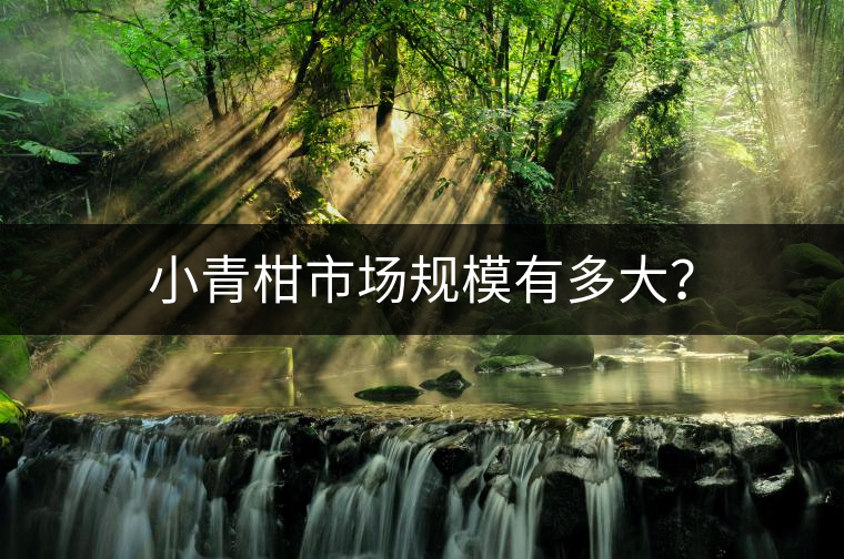 小青柑市場規(guī)模有多大？