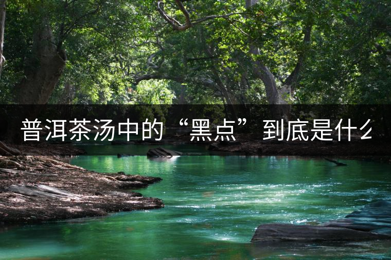 普洱茶湯中的“黑點”到底是什么？