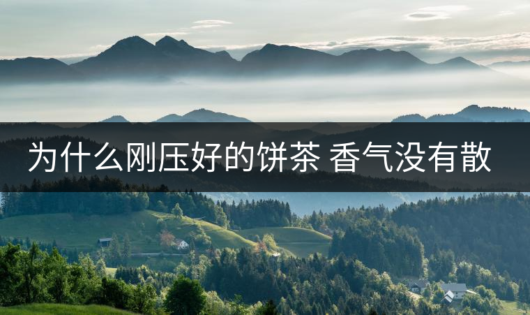 為什么剛壓好的餅茶 香氣沒有散茶好？