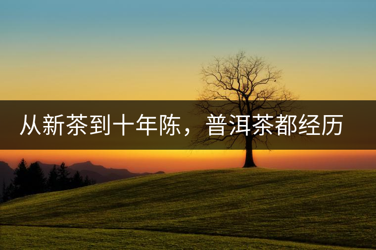 從新茶到十年陳,普洱茶都經(jīng)歷了什么? 從新茶到十年陳,普洱茶都經(jīng)歷了什么?